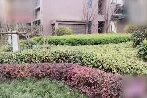 朵朵 初见网友献上自己的身体  背景图片