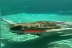 抖音甜鲛妹儿鱼露露泳池事件  背景图片