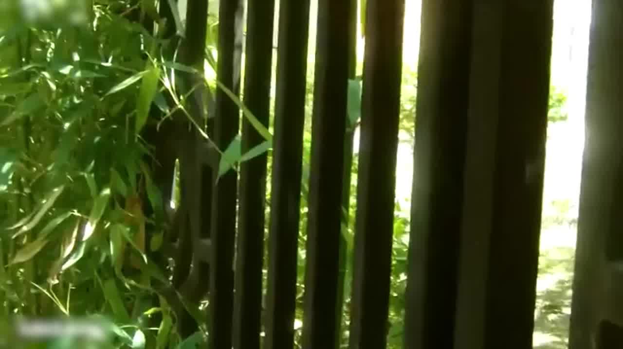  跟踪尾随入室强奸失足女，粗暴地扯开她的衣襟 的剧照2